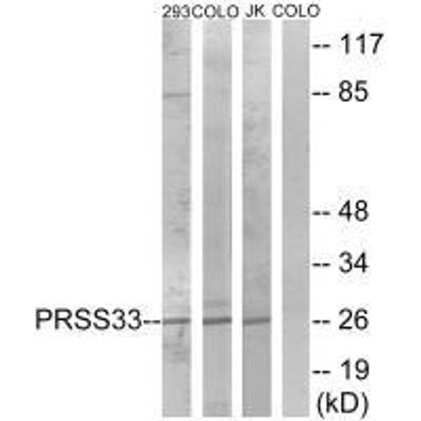 PRSS33 Antibody (PACO22591)
