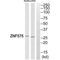 ZNF575 Antibody (PACO22718)