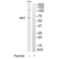 MNT Antibody (PACO22724)