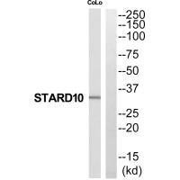 STARD10 Antibody (PACO22736)