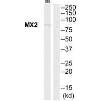 MX2 Antibody (PACO22756)