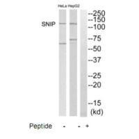 SRCIN1 Antibody (PACO22761)
