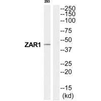 ZAR1 Antibody (PACO22765)