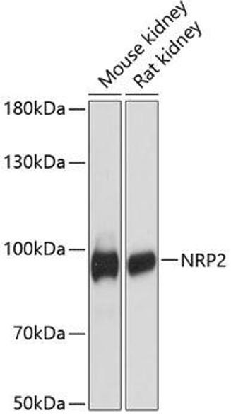 Anti-NRP2 Antibody (CAB12758)
