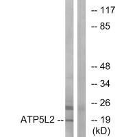 ATP5L2 Antibody (PACO23390)