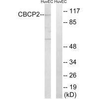 AGBL2 Antibody (PACO23426)