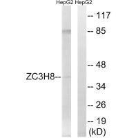 ZC3H8 Antibody (PACO23500)