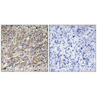 COX17 Antibody (PACO23780)