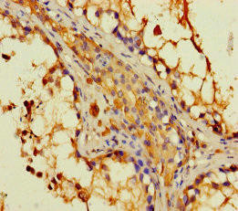 DAPL1 Antibody (PACO26133)