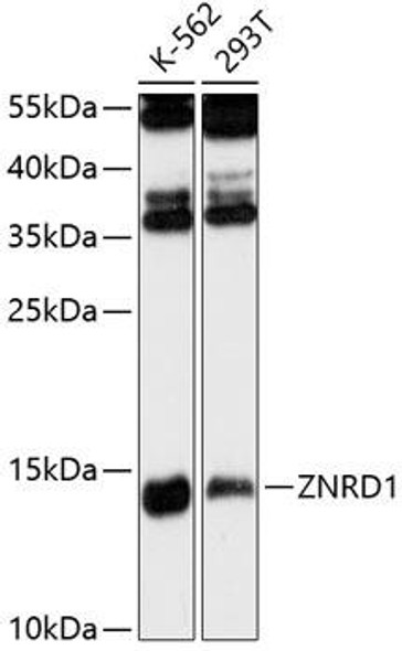 Anti-ZNRD1 Antibody (CAB13088)