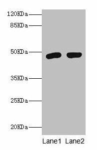 Fcmr Antibody (PACO26637)