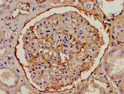 FGA Antibody (PACO26733)