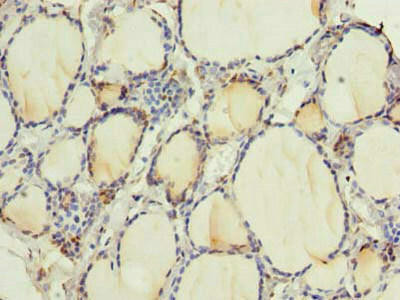 RNF24 Antibody (PACO29556)