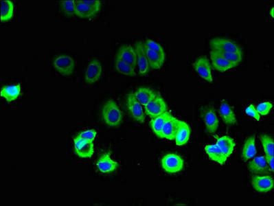SFT2D2 Antibody (PACO29860)
