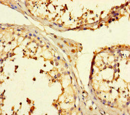 TULP3 Antibody (PACO30900)
