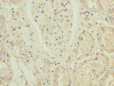 ZNF596 Antibody (PACO31408)