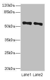 ZNF689 Antibody (PACO31472)
