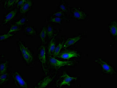 Ccl2 Antibody (PACO32652)