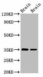 Egln3 Antibody (PACO33512)