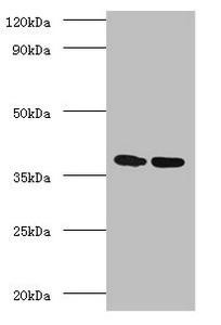 fbpA Antibody (PACO33924)