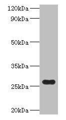 fre Antibody (PACO33944)