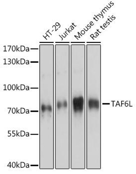 Anti-TAF6L Antibody (CAB14369)