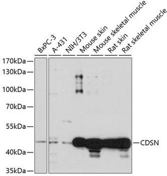 Anti-CDSN Antibody (CAB14602)