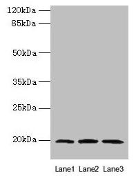 MRPL49 Antibody (PACO35278)