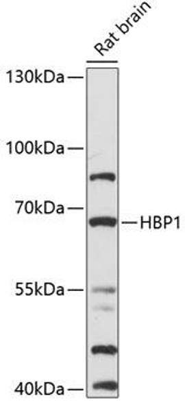 Anti-HBP1 Antibody (CAB14672)