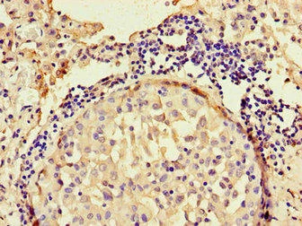 ANO4 Antibody (PACO35890)