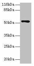 CCDC14 Antibody (PACO36018)