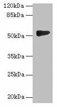 GTDC1 Antibody (PACO36050)