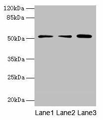 ACSBG2 Antibody (PACO36122)