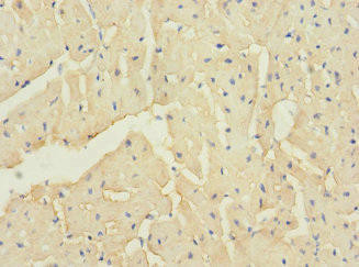 TTC32 Antibody (PACO36134)