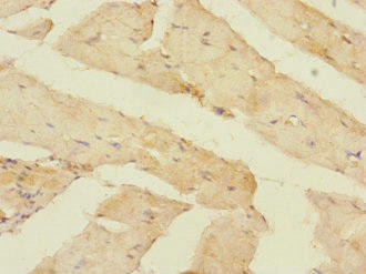 OLFML2A Antibody (PACO36582)