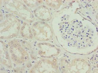 EFCAB12 Antibody (PACO36694)