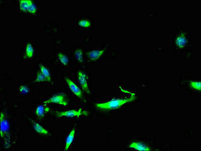 ZGRF1 Antibody (PACO37574)