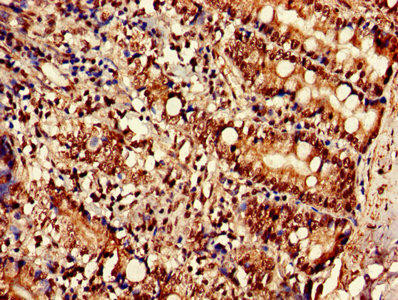 SLC35F2 Antibody (PACO37622)