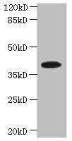 PSTK Antibody (PACO37830)
