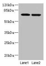 NETO2 Antibody (PACO37970)