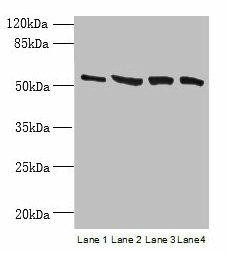 CCDC112 Antibody (PACO37982)