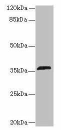 OR2L13 Antibody (PACO38238)