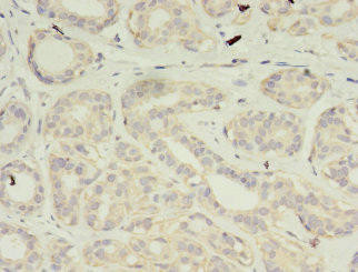 VSIG2 Antibody (PACO38734)