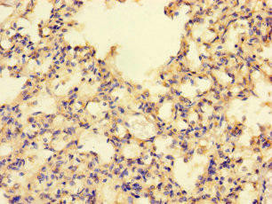 MRPL50 Antibody (PACO38798)