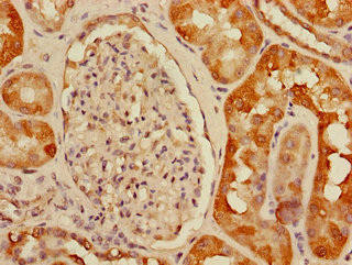 USHBP1 Antibody (PACO38806)