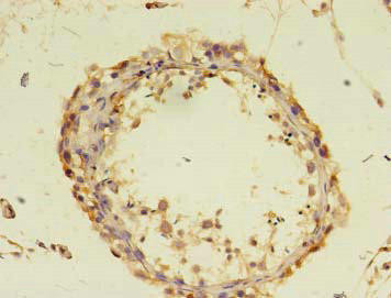 DOCK10 Antibody (PACO38942)