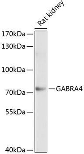 Anti-GABRA4 Antibody (CAB3870)