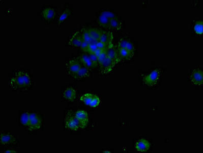 SMIM19 Antibody (PACO40106)