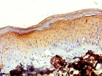 MRPL20 Antibody (PACO40510)