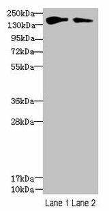 FYCO1 Antibody (PACO40710)